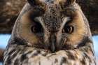 Long-eared owl-Asio otus-Kikinda-Serbia Art Print